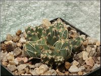 1201 Tephrocactus catacanthus M1501 PICT6839